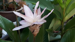 Goeppertia loeseneri