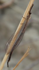 Macronemurus appendiculatus