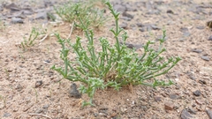 Anabasis brevifolia