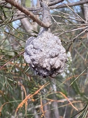 Hakea propinqua