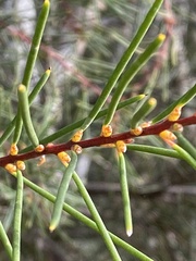 Hakea propinqua