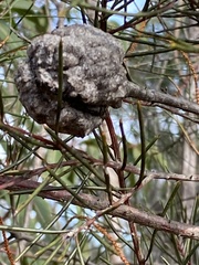 Hakea propinqua