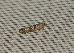 Digitivalva granitella