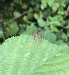 Episyrphus balteatus