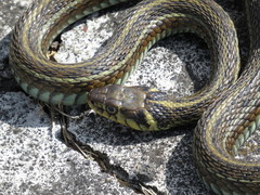 Thamnophis eques