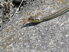 Thamnophis eques