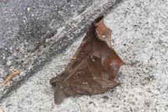 Amphigonia hepatizans