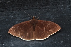 Lygniodes schoenbergi