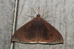 Lygniodes schoenbergi