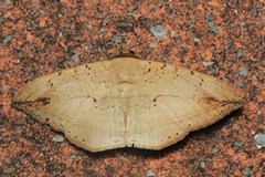 Hulodes donata