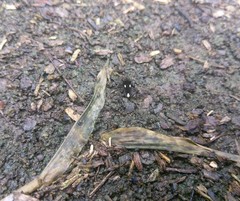 Gerromorpha
