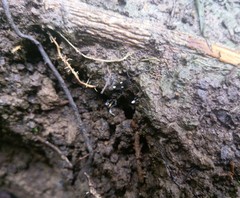 Gerromorpha