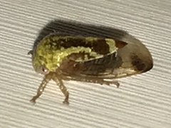 Ophiderma evelyna