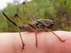 Alfredectes semiaeneus