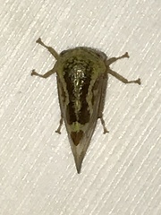 Ophiderma evelyna