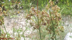 Cyperus digitatus