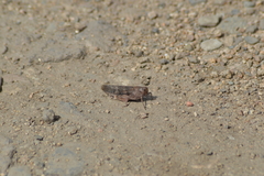 Bryodemella tuberculata