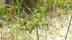 Cyperus digitatus