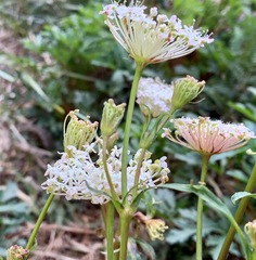 Trachymene composita composita