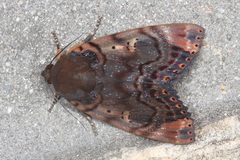 Arcte modesta
