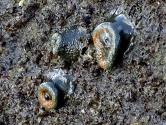 Spheractis cheungae