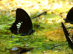 Papilio castor formosanus
