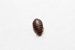 Cimex lectularius