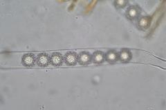 Octospora maireana
