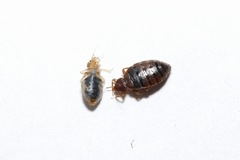 Cimex lectularius