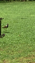 Vanellus indicus