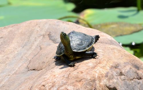 Chinese Stripe-necked Turtle