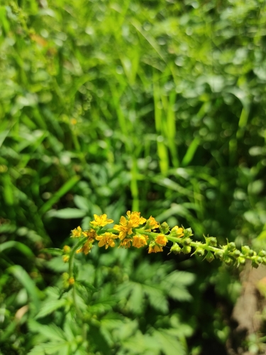 Agrimonia pilosa iNat (2)