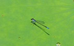 Paracercion calamorum