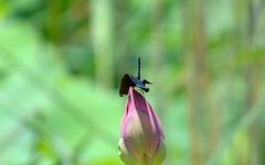 Rhyothemis fuliginosa