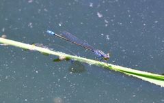 Paracercion calamorum