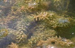 Hydrilla verticillata