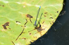 Paracercion calamorum