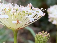 Trachymene composita composita