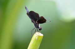 Rhyothemis fuliginosa