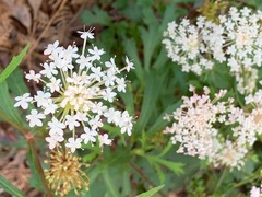 Trachymene composita composita