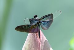 Rhyothemis fuliginosa