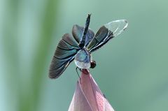 Rhyothemis fuliginosa