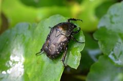 Protaetia brevitarsis