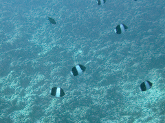 Hemitaurichthys zoster