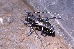 Anoplophora glabripennis