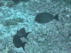 Acanthurus leucocheilus