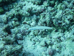 Ptereleotris heteroptera