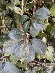 Parthenocissus inserta