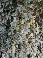 Parthenocissus inserta