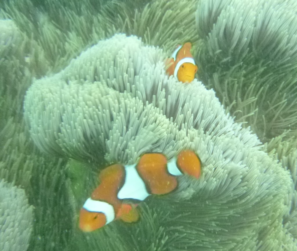 blackfinned clownfish